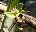 Ophrys scolopax